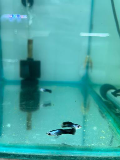 عکس تهران آکواریوم