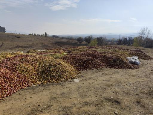 عکس مرکز خرید سیب پیرزاده