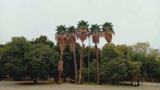 عکس پارک نفت