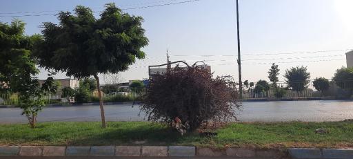 عکس شورین