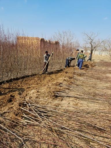 عکس نهالستان محمد حسین ملک زاده