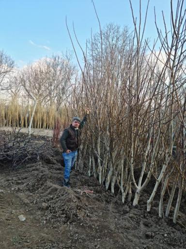 عکس نهالستان محمد حسین ملک زاده