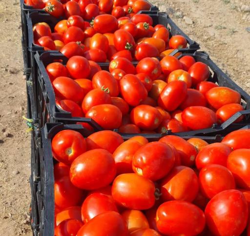 عکس میدان میوه و تره بار خرم آباد