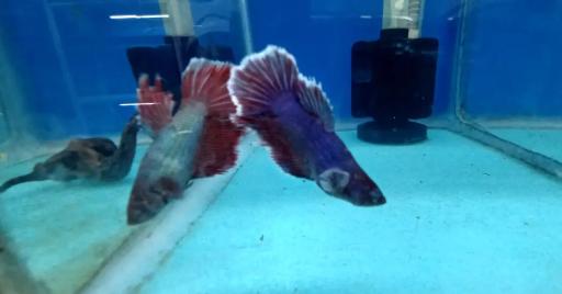 آکواریوم سیلور شارک