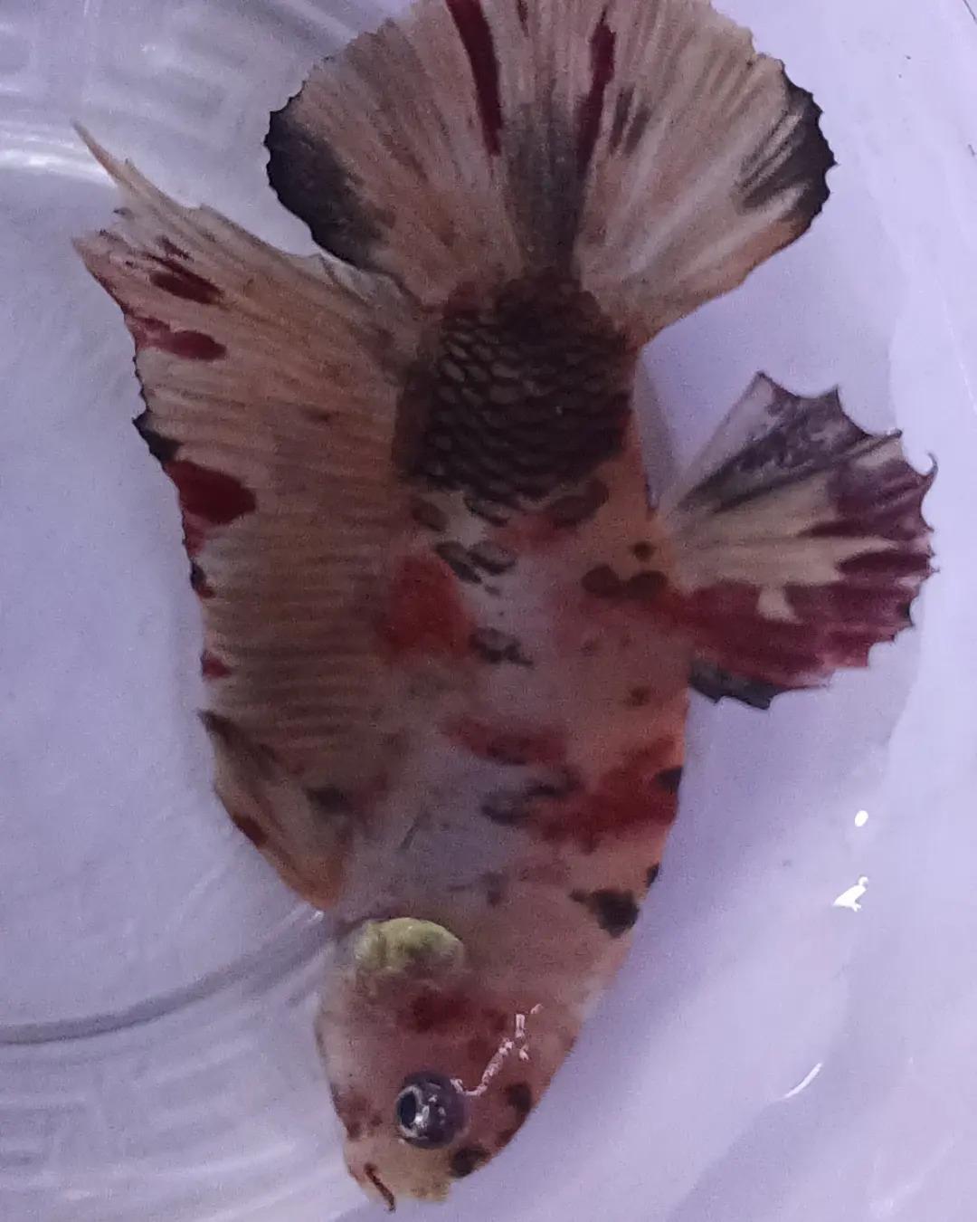 عکس آکواریوم سیلور شارک