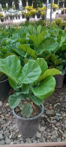 عکس گلخانه آرنیکا