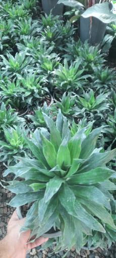 عکس گلخانه آرنیکا