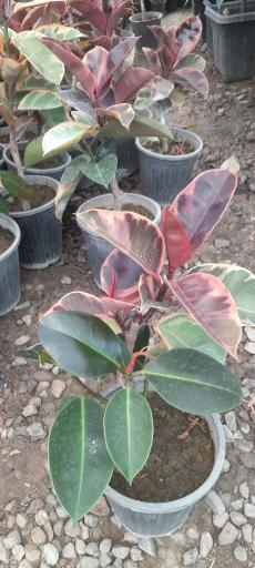 عکس گلخانه آرنیکا