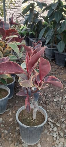 عکس گلخانه آرنیکا