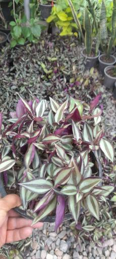 عکس گلخانه آرنیکا