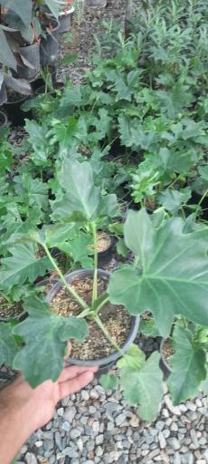 عکس گلخانه آرنیکا