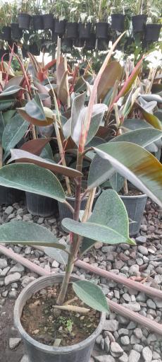 عکس گلخانه آرنیکا