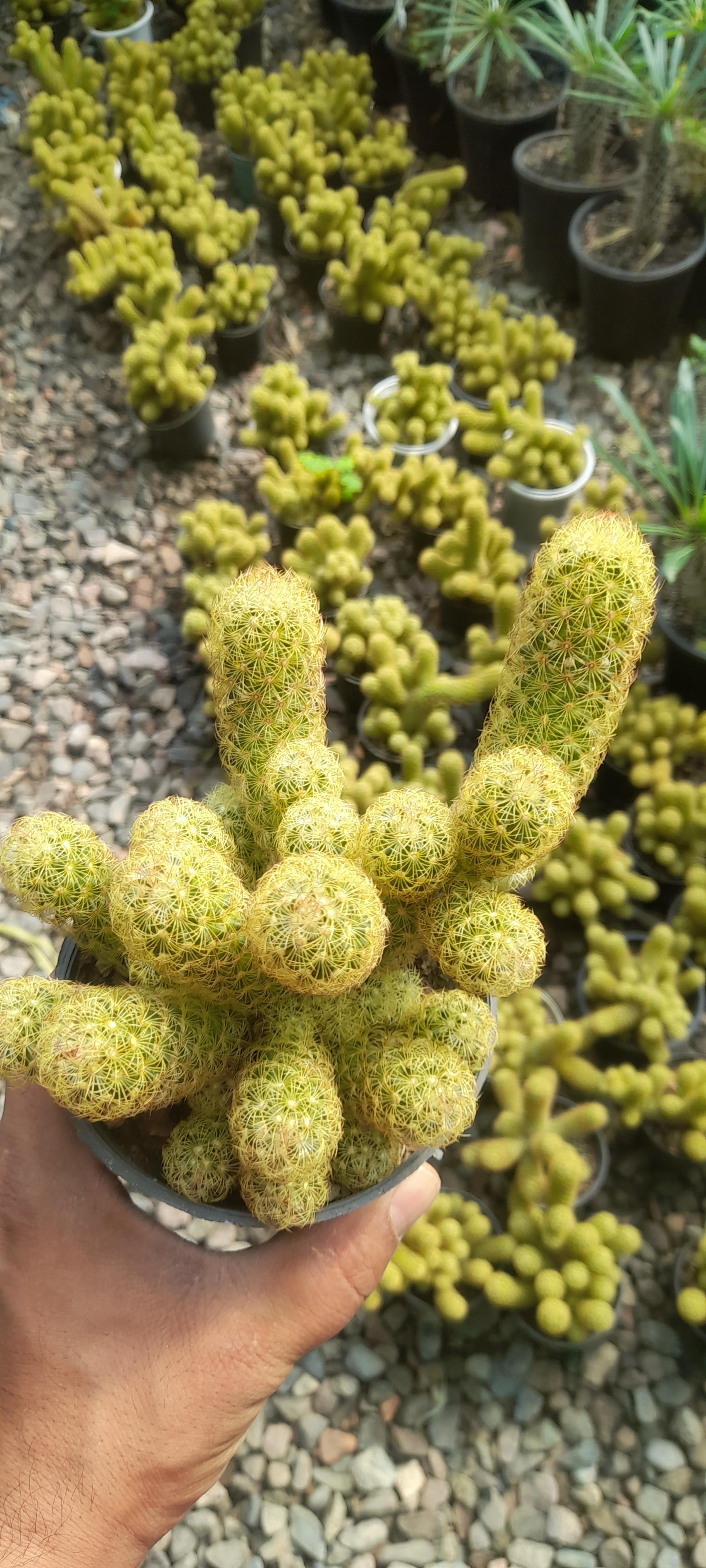 عکس گلخانه آرنیکا