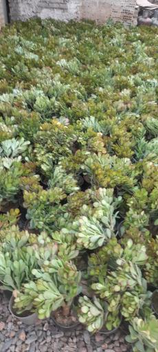 عکس گلخانه آرنیکا