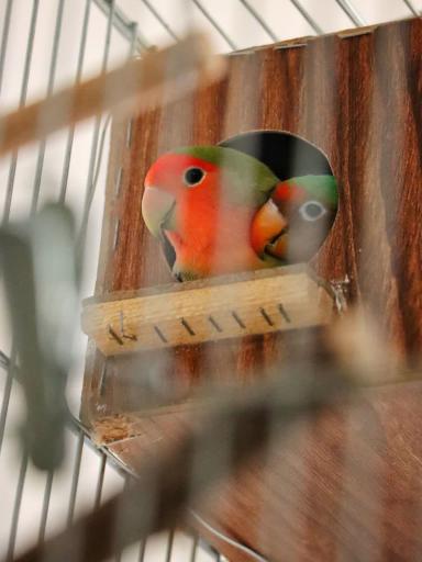 عکس اردوگاه دانش آموزی سیدالشهداء