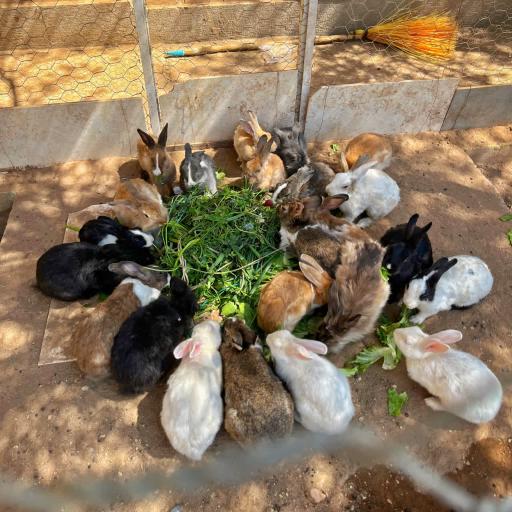 عکس اردوگاه دانش آموزی سیدالشهداء