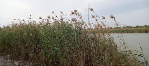 عکس بوستان جنگلی