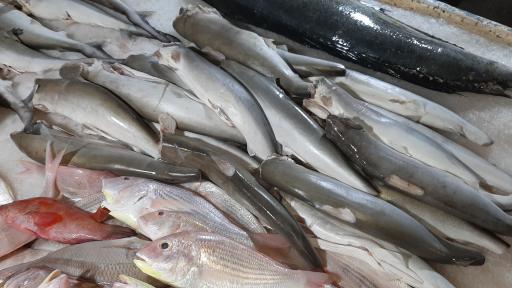 عکس بازار دستفروشان ماهی