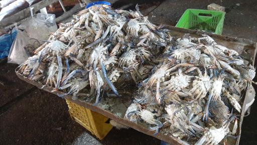 عکس بازار دستفروشان ماهی