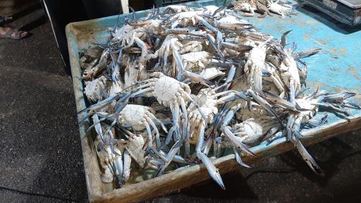 عکس بازار دستفروشان ماهی