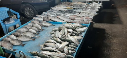 عکس بازار دستفروشان ماهی