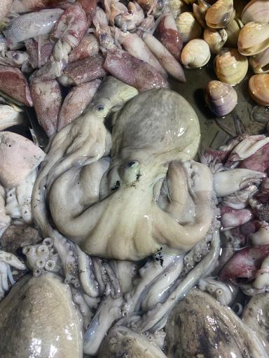 عکس بازار دستفروشان ماهی