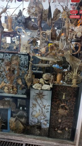 عکس بازار دستفروشان ماهی