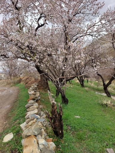 عکس ادشته