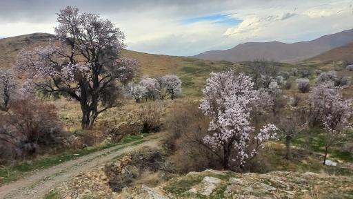 عکس ادشته