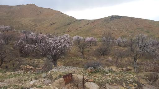 عکس ادشته