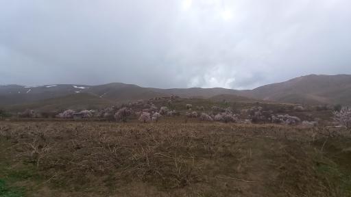 عکس ادشته