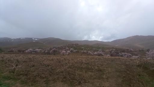 عکس ادشته