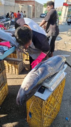 عکس بازار دستفروشان ماهی