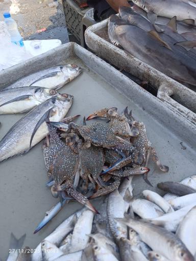 عکس بازار دستفروشان ماهی