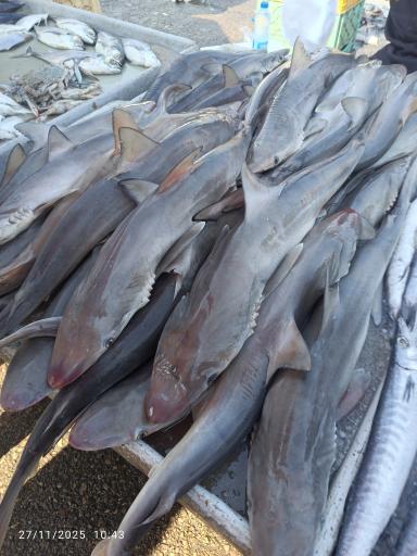 عکس بازار دستفروشان ماهی