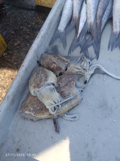 عکس بازار دستفروشان ماهی