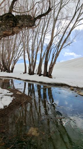 عکس سیبک