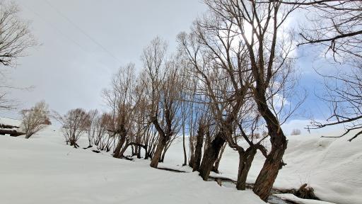 عکس سیبک