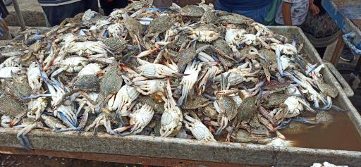 عکس بازار دستفروشان ماهی