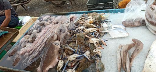 عکس بازار دستفروشان ماهی