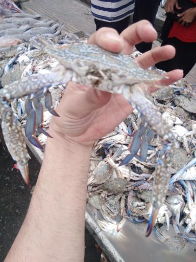 عکس بازار دستفروشان ماهی