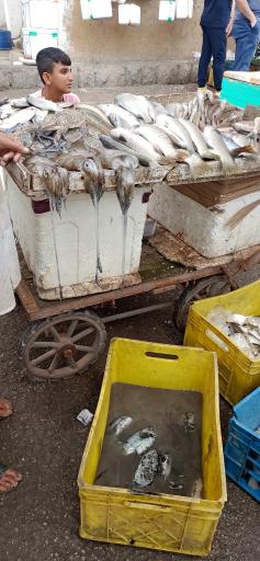 عکس بازار دستفروشان ماهی