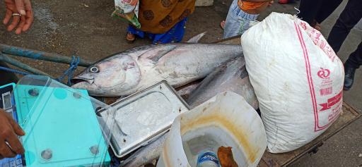 عکس بازار دستفروشان ماهی