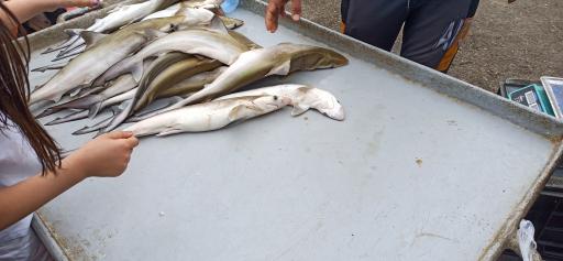 عکس بازار دستفروشان ماهی