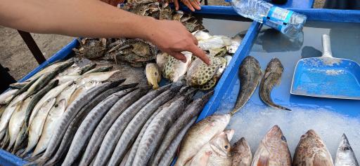 عکس بازار دستفروشان ماهی