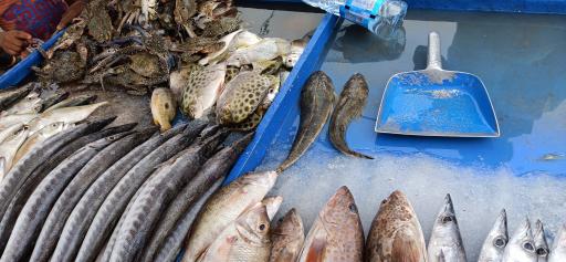 عکس بازار دستفروشان ماهی