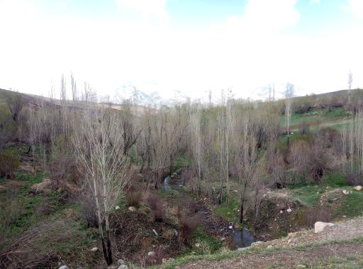 عکس سیبک
