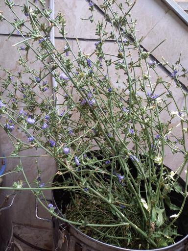 عکس گلاب و عرقیجات سنتی آرا گل