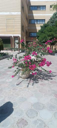 عکس دانشگاه  سجاد