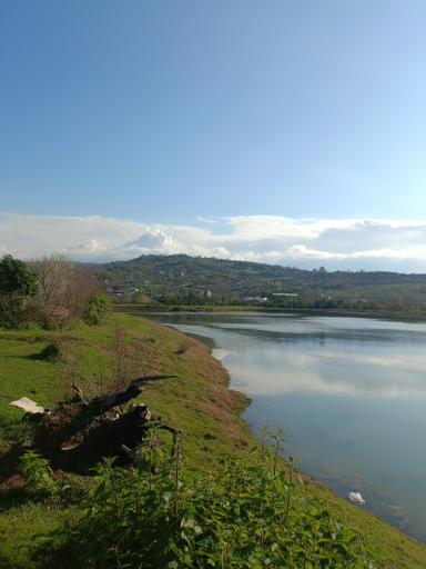 عکس گل افشان